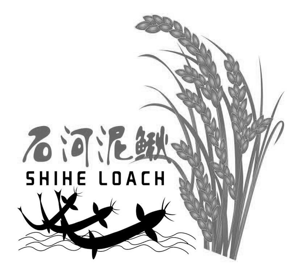 石河泥鳅 shihe loach商标转让